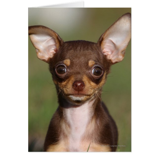 Chihuahua Puppy mirando la cámara (Frente)