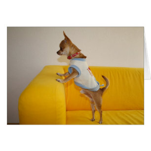 Chihuahua Puppy Sobre Sofá Amarillo