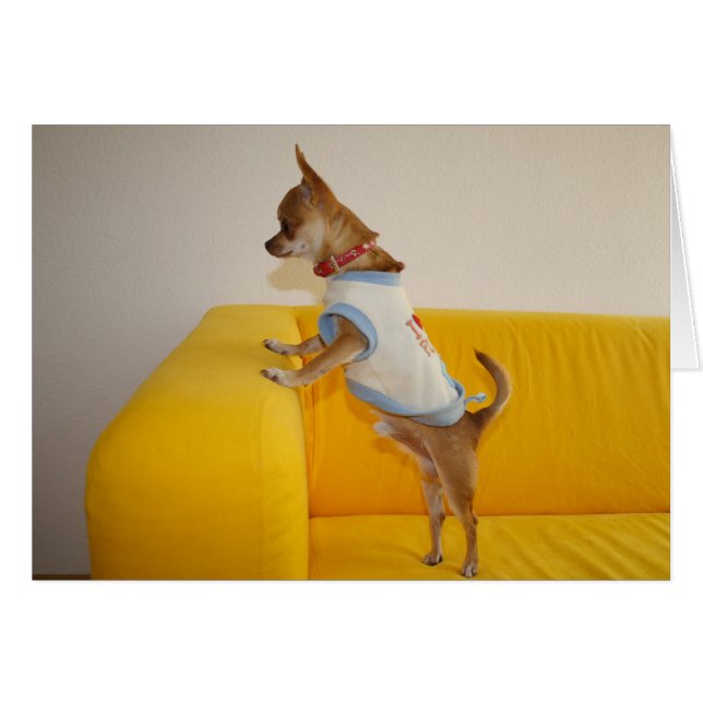 Chihuahua Puppy Sobre Sofá Amarillo (Anverso (Horizontal))