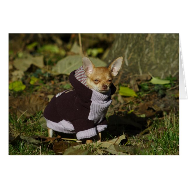 Chihuahua Puppy Vestido De Estilo (Anverso (Horizontal))