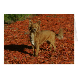 Chihuahua que mira la cámara