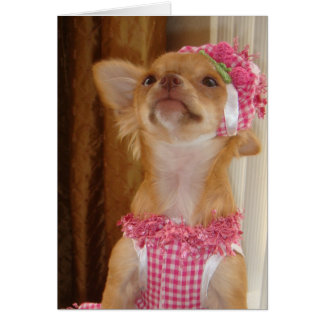 chihuahua rosa