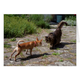 Chihuahua se encuentra con gato