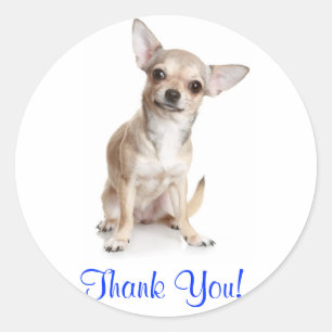 Chihuahua Sonriente de Gracias Calcomanía