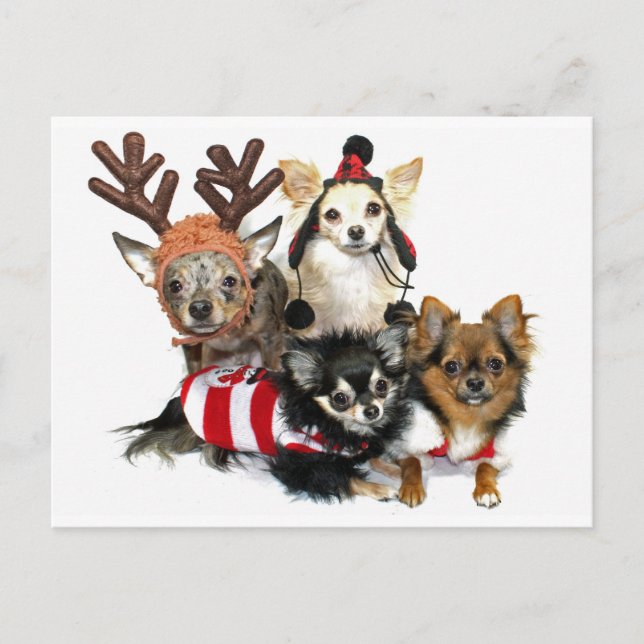 Chihuahuas del navidad (Anverso)