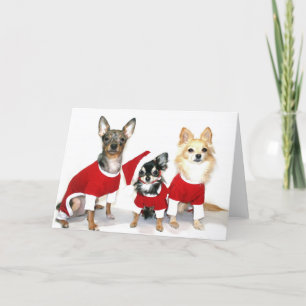 Chihuahuas del navidad