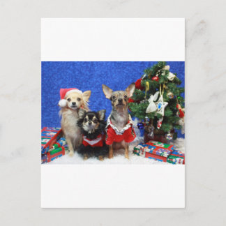 Chihuahuas del navidad