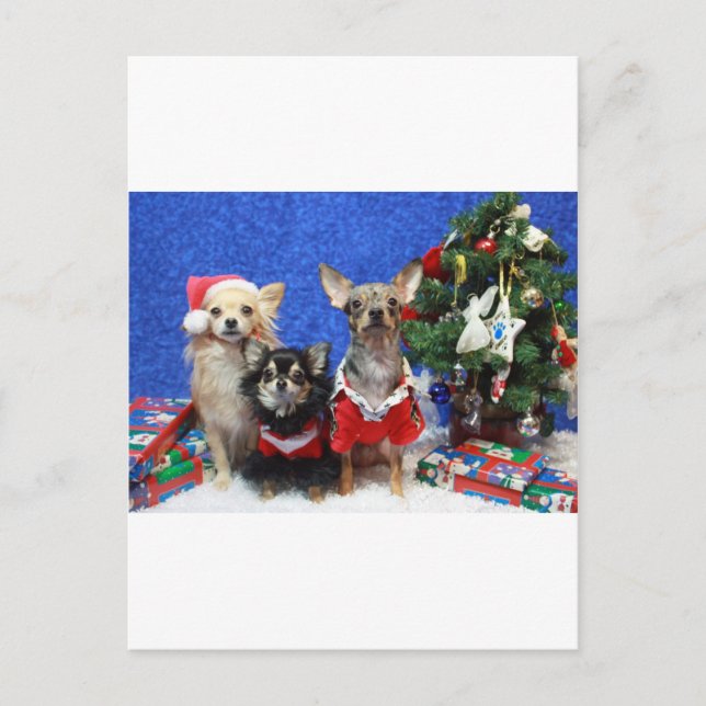 Chihuahuas del navidad (Anverso)