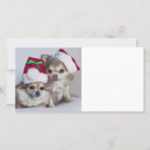 Chihuahuas del navidad