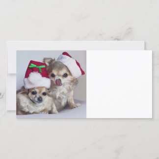 Chihuahuas del navidad
