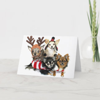 Chihuahuas del navidad