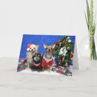 Chihuahuas del navidad