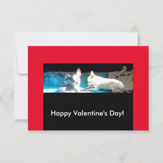 Chihuahuas en las tarjetas de San Valentín (Anverso)