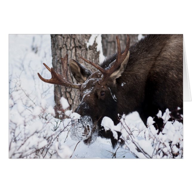 Chilly Moose (Anverso (Horizontal))