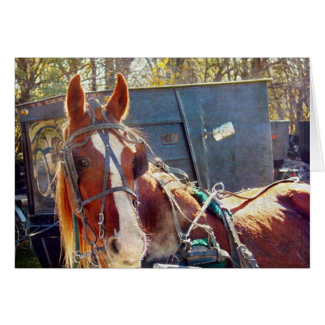 Chilly Morning Amish Horse (Anverso (Horizontal))