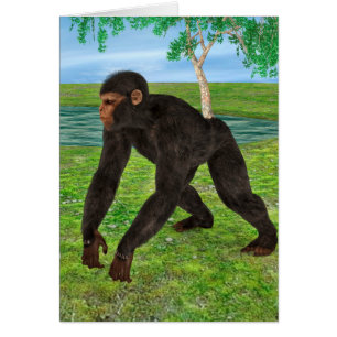 Chimpancé