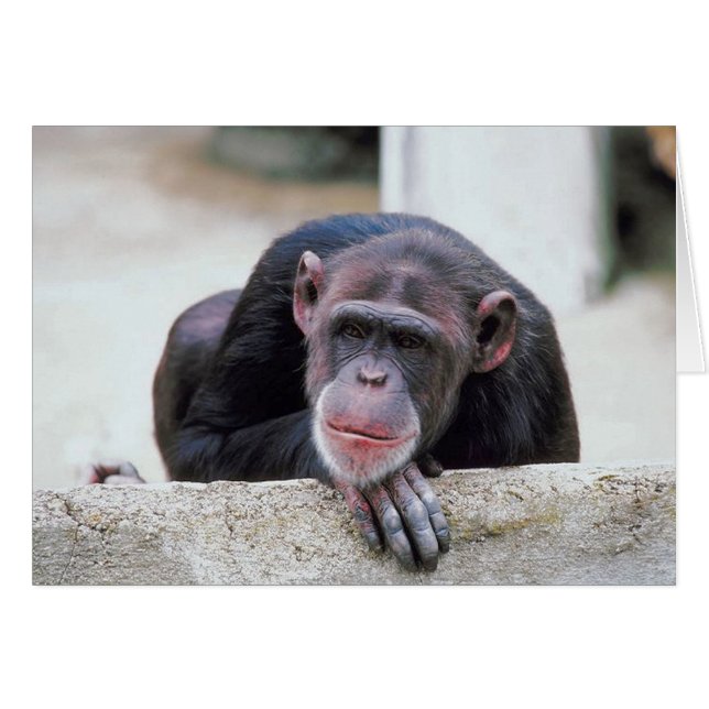 Chimpancé (Anverso (Horizontal))