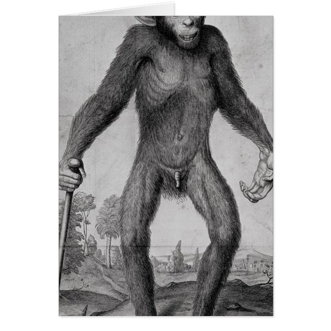 Chimpancé, 1699 (Frente)