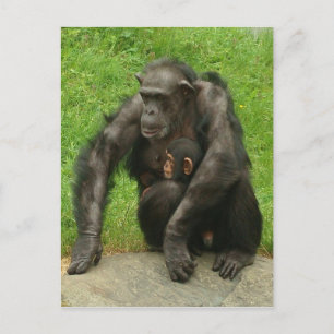 Chimpancé con un bebé - Postal