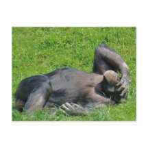Chimpancé de relajación - postal