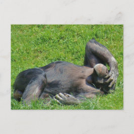 Chimpancé de relajación - postal