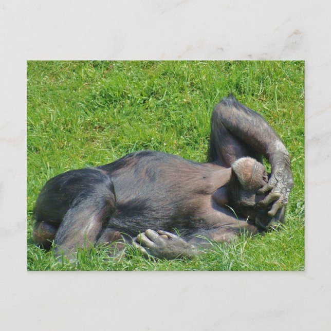 Chimpancé de relajación - postal (Anverso)