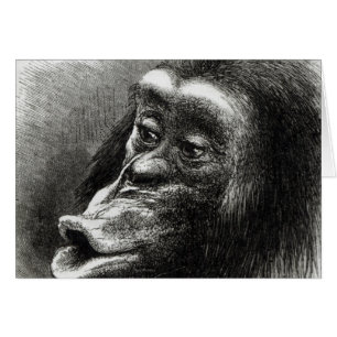Chimpancé decepcionado y Sulky