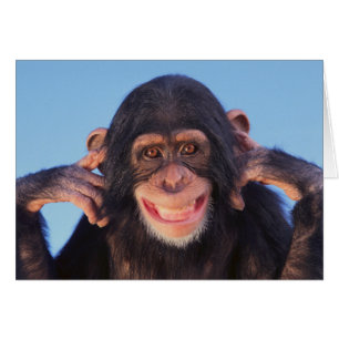 Chimpancé sonriente de las imágenes el   de Gett