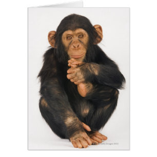 Chimpancé (trogloditas de la cacerola)