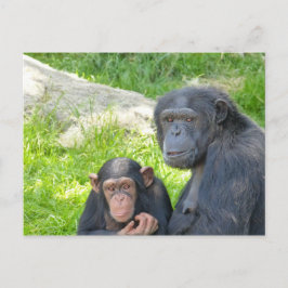 Chimpancé viejo y joven - postal