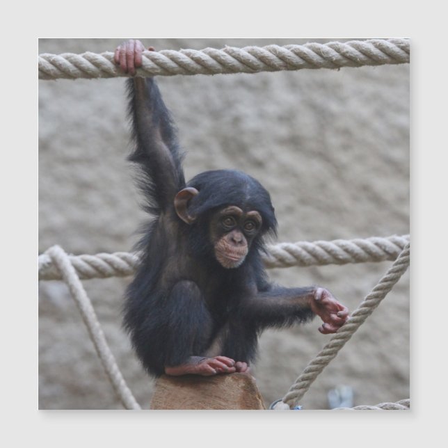 Chimpanzee 017 (Anverso)