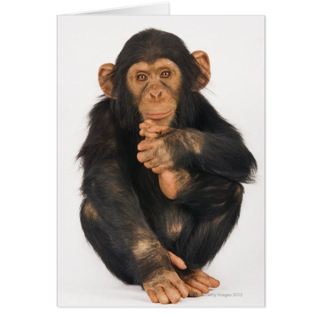 Chimpanzee (Pan troglodytes) (Frente)