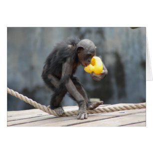 Chimpanzee y Rubbery Ducky
