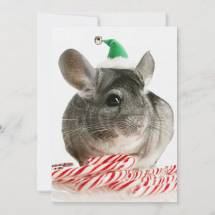 Chinchilla con caramelos