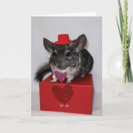 Chinchilla con sombrero rojo superior y tarjeta ca