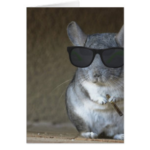 Chinchilla del pez gordo