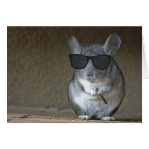 Chinchilla del pez gordo