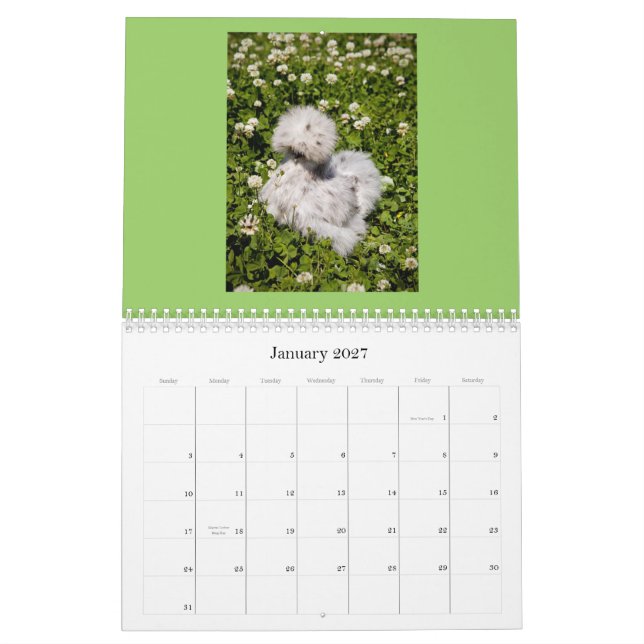 Chino Silkie y calendario del corista (Jan 2027)