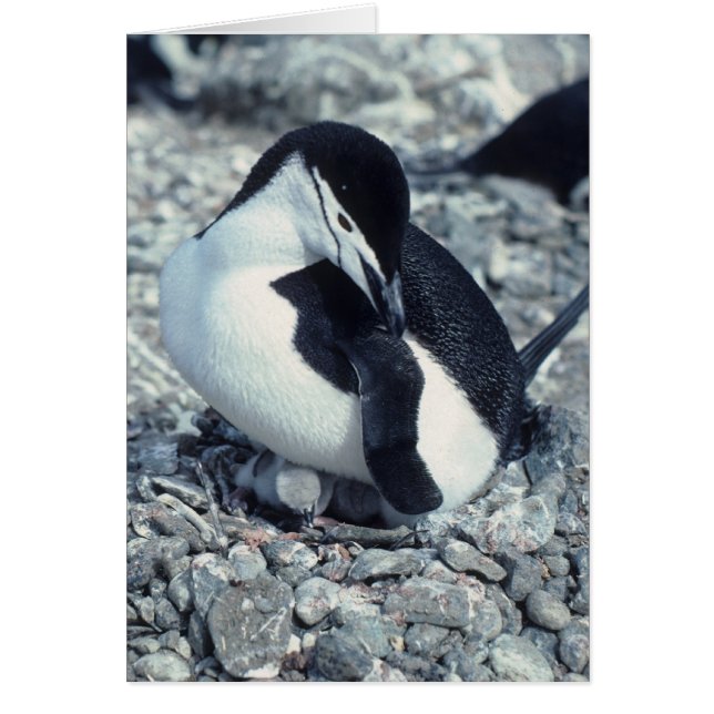Chinstrap Penguin (Frente)
