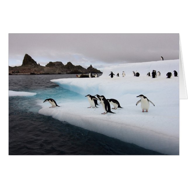 Chinstrap Penguins (Anverso (Horizontal))