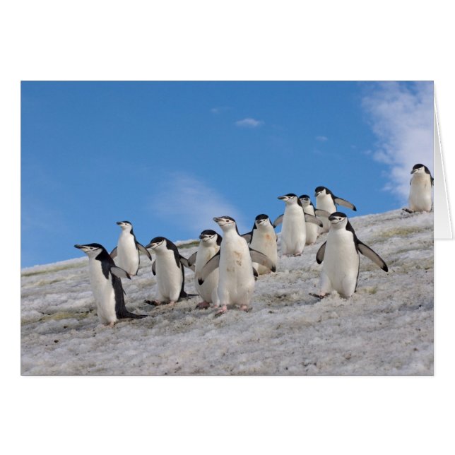 Chinstrap Penguins | Pigoscelis Antártida (Anverso (Horizontal))