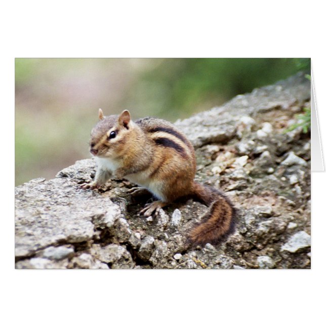 Chipmunk (Anverso (Horizontal))