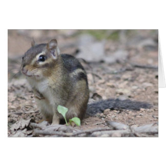 Chipmunk