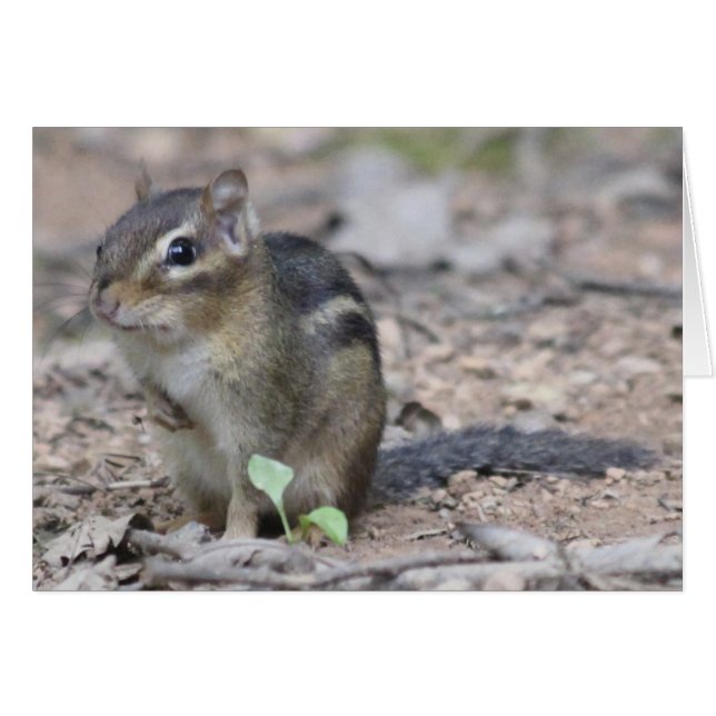 Chipmunk (Anverso (Horizontal))