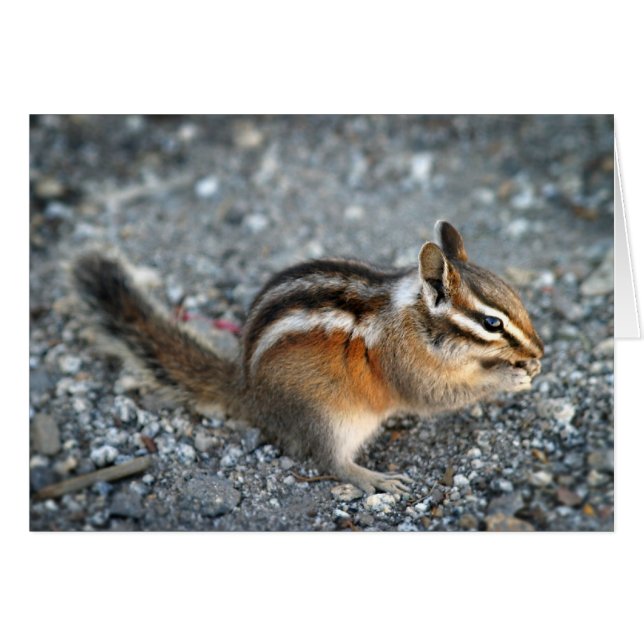Chipmunk (Anverso (Horizontal))