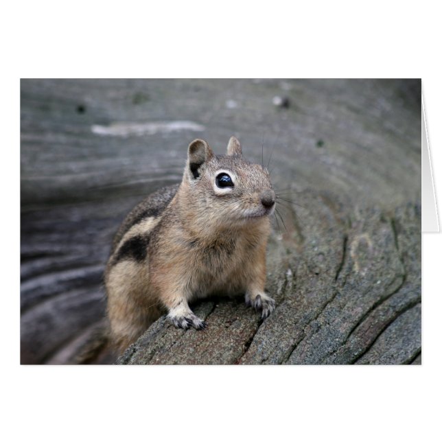 chipmunk (Anverso (Horizontal))