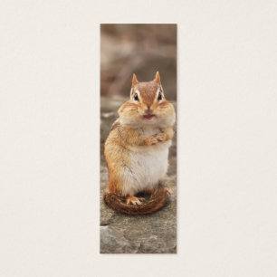 Chipmunk adorable