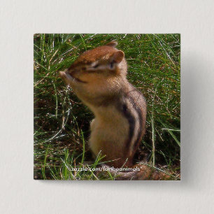 Chipmunk - botón