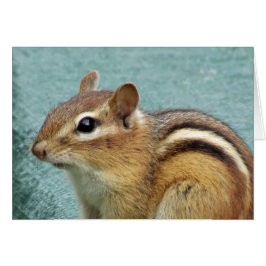 Chipmunk Close