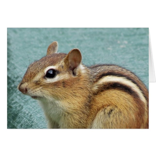 Chipmunk Close (Anverso (Horizontal))